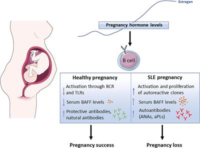 Lupus and recurrent pregnancy loss: the role of female sex hormones and B cells